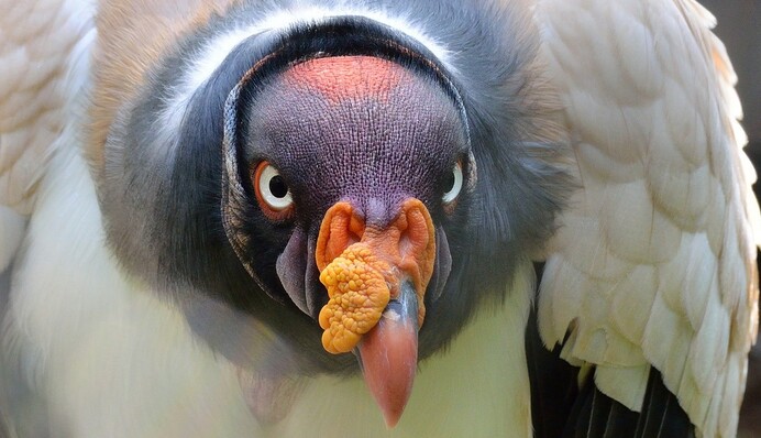 Женщина выглянула утром из окна и застыла от ужаса - 15 редких птиц устроили ей худший выходной
