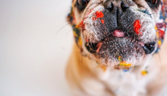 10 смешных фото, которые убедят: у вас самый порядочный пес на планете