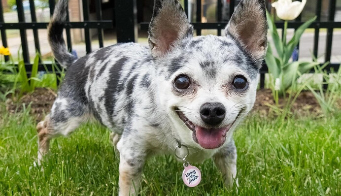 Жінка перехитрила собаку, яка постійно тікала крізь прути паркану: кумедне відео