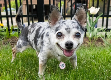 Женщина перехитрила собаку, которая постоянно убегала сквозь прутья забора: смешное видео