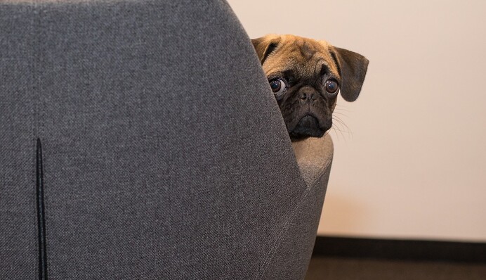 Женщина обнаружила дома погром и решила, что ее ограбили - оказалось, ее песику было тоскливо в пустой квартире