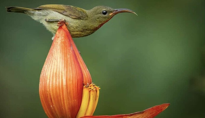 Фотограф заснял, как крошечная птица принимает ванну в лепестке цветка - без объектива таких сцен не застать