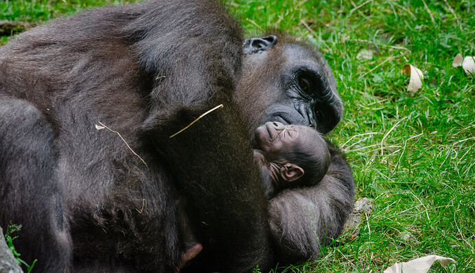 В зоопарке мама показала горилле своего малыша, и реакция обезьяны растрогала соцсети: видео
