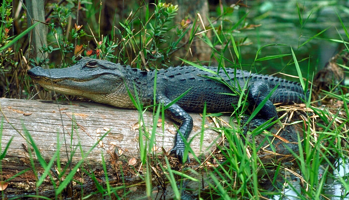 Мужчина отправился на рыбалку и сам чуть не стал уловом - от этого видео становится не по себе