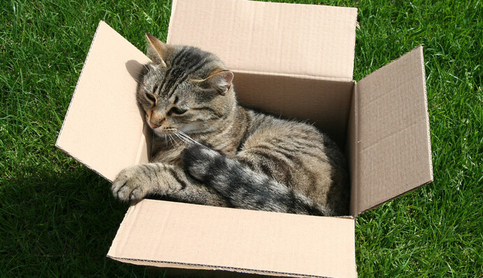 Ученые обманули кошек оптической иллюзией, чтобы понять их странную любовь к коробкам