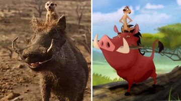 В Ботсване нашли настоящих Тимона и Пумбу. Без шуток, мангуст постоянно катается на спине приятеля: видео