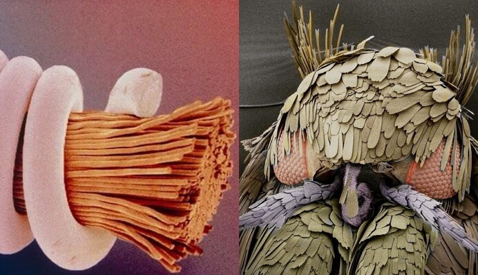 10 фото из-под микроскопа, которые перевернут ваше представление о привычных вещах