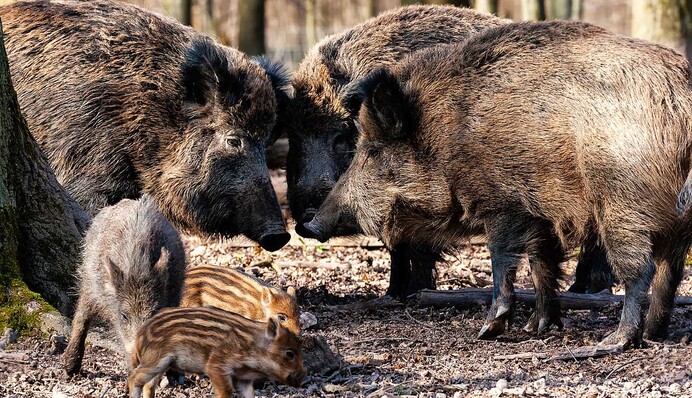 Банда кабанов окружила женщину возле супермаркета и украла ее покупки: видео
