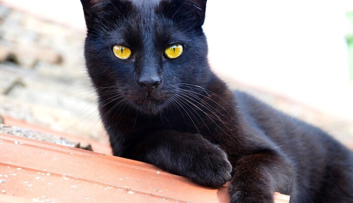 Кот спасся от пожара, выпрыгнув с пятого этажа - его удивительный прыжок заставил зрителей ахнуть