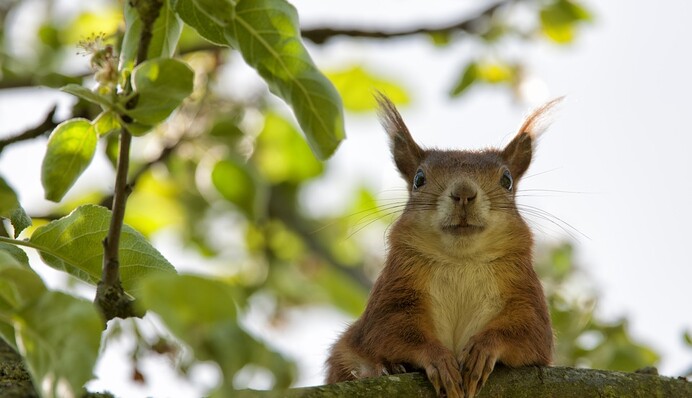Фотограф показал, как смешно спят белки, и люди назвали его счастливчиком - не каждому везет увидеть такое вживую