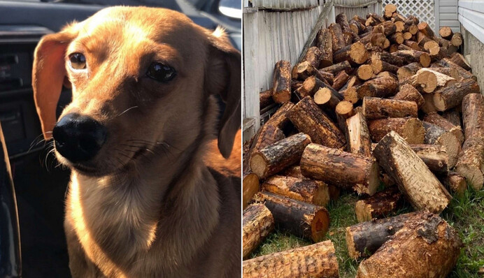 Девушка запостила фото с собакой, но люди видят лишь бревна - это маскировка 80 уровня