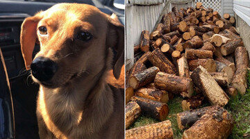 Девушка запостила фото с собакой, но люди видят лишь бревна - это маскировка 80 уровня