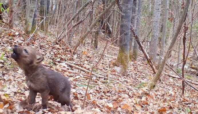 В YouTube показали, как воет волчонок - осторожно, он крадет сердечки людей и сводит с ума домашних питомцев