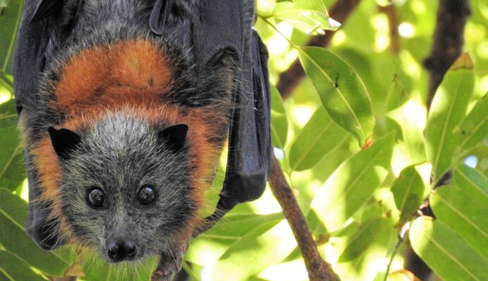 Летучая мышь в салоне самолета вынудила пилотов совершить посадку