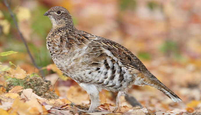 Чоловік подружився з рябчиком, і він став його вірним сторожовим птахом: смішні фото