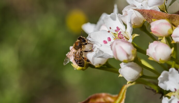 Две пчелы сняли крышку с бутылки газировки, и люди в восторге от их силы: видео