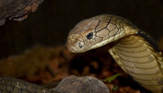 Китаєць купив 