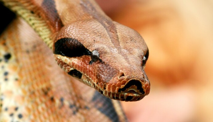 Хрупкая девушка поймала огромную змею голыми руками, и это видео не для слабонервных