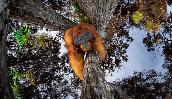 Оптична ілюзія з орангутанам перемогла у престижному конкурсі фотографії