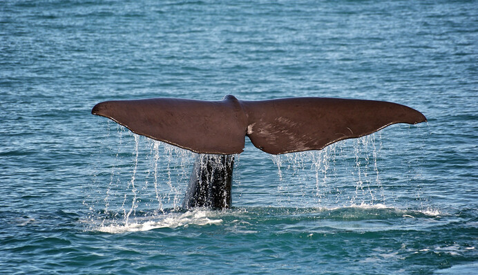 Рыбаки вытащили из мертвого кита 