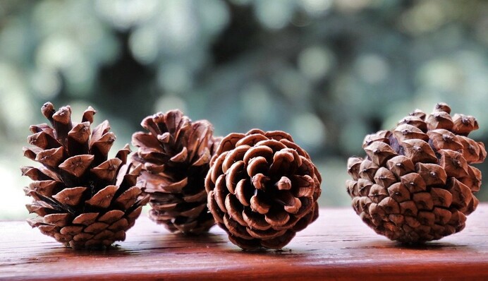 Як закрити смачне варення із соснових шишок: рецепт і поради на сезон