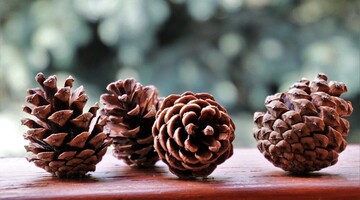 Як закрити смачне варення із соснових шишок: рецепт і поради на сезон