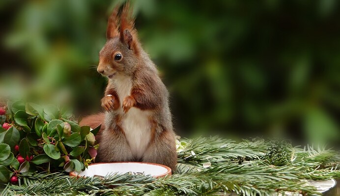 Белка пробралась в дом и утащила огромный стейк, и это самый прожорливый грызун: видео