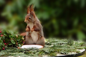 Белка пробралась в дом и утащила огромный стейк, и это самый прожорливый грызун: видео