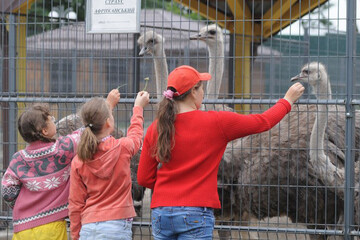 Погладити страуса, погодувати лева і покупатись у каньйоні: куди відправиться з Києва на вихідні