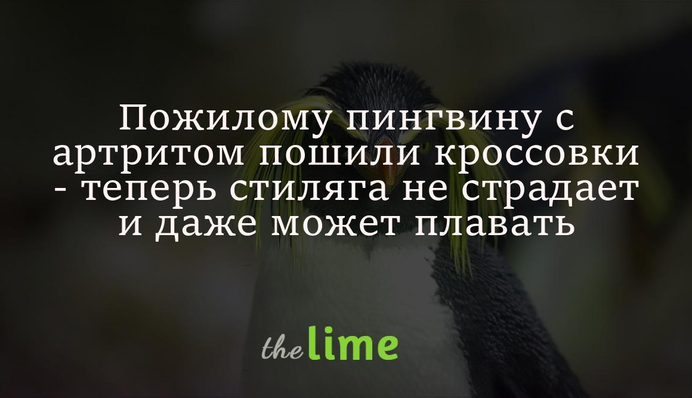 Пожилому пингвину с артритом пошили кроссовки - теперь стиляга не страдает и даже может плавать: фото