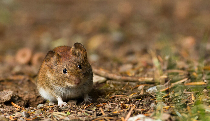 В Австралии мыши захватили тюрьму - заключенным пришлось срочно переехать