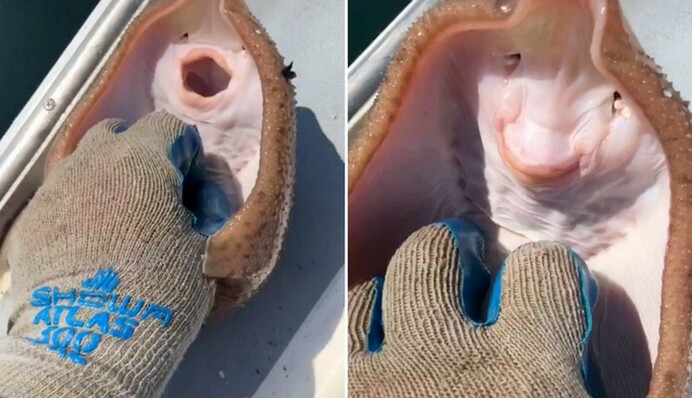 Людей позабавил 