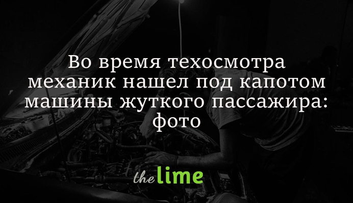 Во время техосмотра механик нашел под капотом машины жуткого пассажира: фото