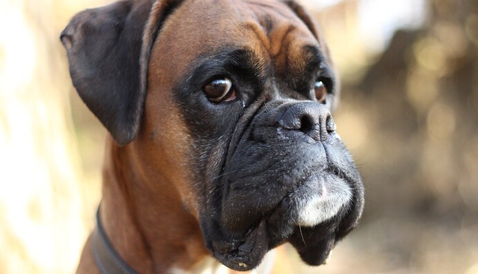 Пес решил защитить хозяина от его же тени, и вышло очень смешно: видео