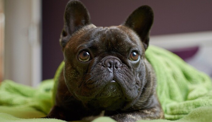 Жінка знайшла у собаки 