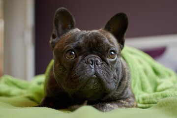 Хозяйка обнаружила у собаки 