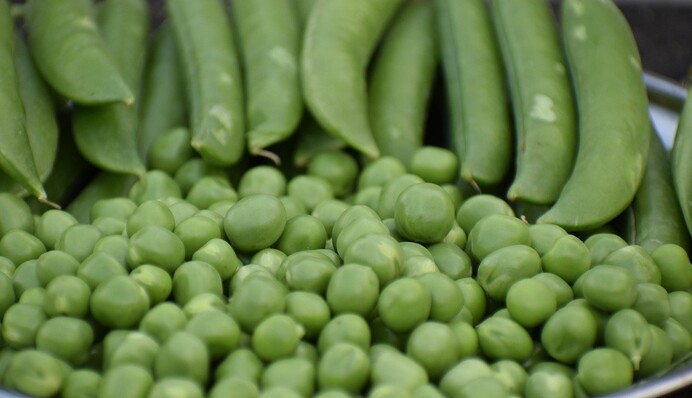 Як закрити на зиму смачний зелений горошок: покроковий рецепт закуски