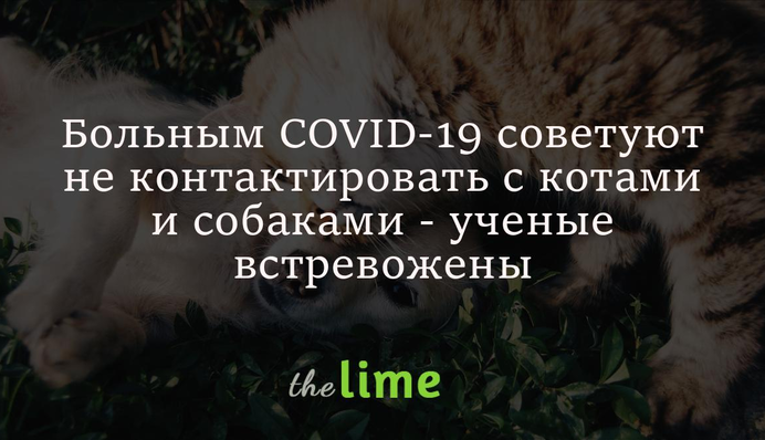 Хворим на COVID-19 радять не контактувати з котами і собаками - вчені стурбовані