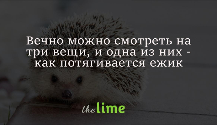 Вечно можно смотреть на три вещи, и одна из них - как потягивается ежик: видео