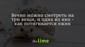 Вечно можно смотреть на три вещи, и одна из них - как потягивается ежик: видео