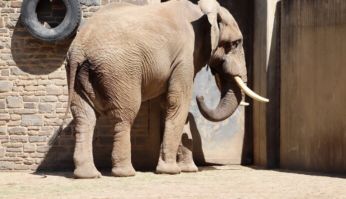 Голодний слон, який розгромив дім у Таїланді, знову в пошуках їжі - тепер він відбирає її у котів: відео