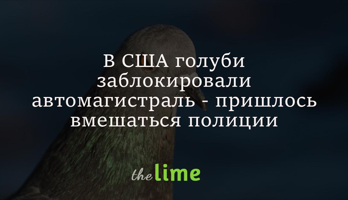 В США голуби заблокировали автомагистраль - пришлось вмешаться полиции