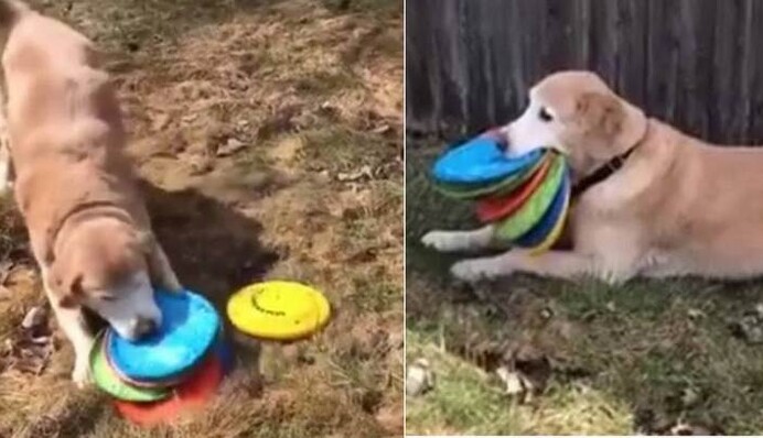 Пес так любит все свои фрисби, что ходит на прогулку только с полным ртом тарелок: видео
