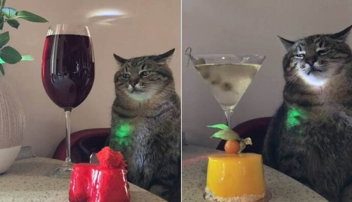 Кіт Степан - нова зірка TikTok. Він сумно дивиться на келих під музику, як і ви на невеселих вечірках