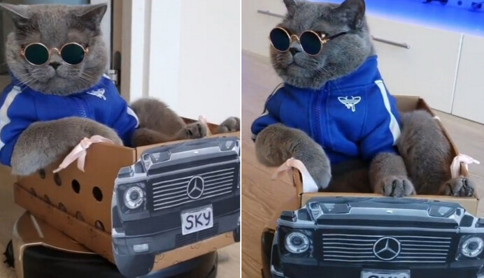 Кот в окулярах проїхався на роботі-пилососі та змусив TikTok заздрити такій крутості: відео