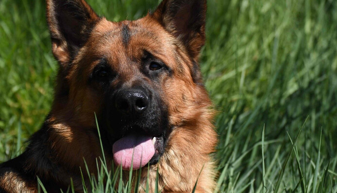 Привітна вівчарка зустріла у дворі ведмедя і влаштувала з ним гру в квача: відео