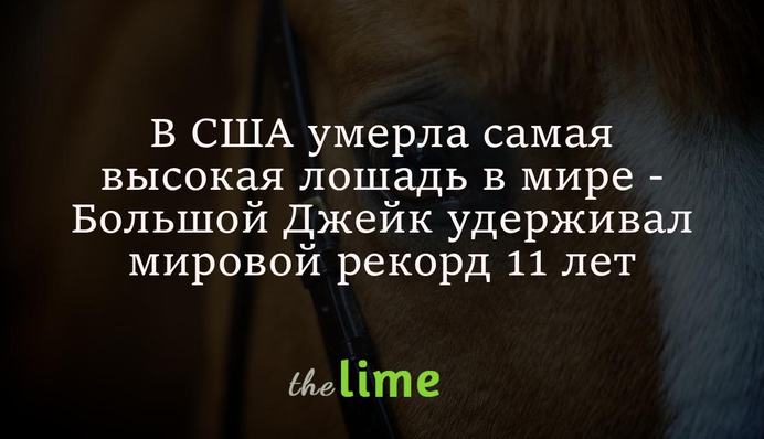 У США помер найвищий кінь у світі - Великий Джейк утримував світовий рекорд 11 років