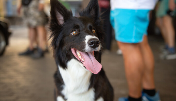 В Украине снимают новый детективный сериал с собакой. На этот раз в сюжете - мистика и переселение душ
