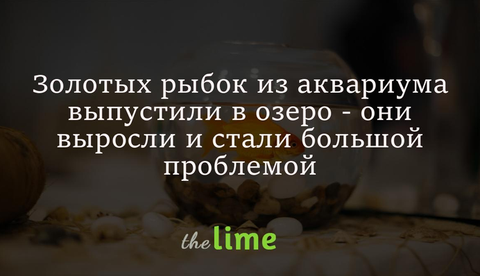 Золотих рибок з акваріума випустили в озеро - вони виросли і стали великою проблемою