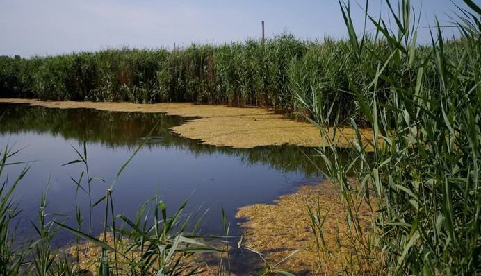 Озеро Вирлиця: заказник чи зона відпочинку для киян